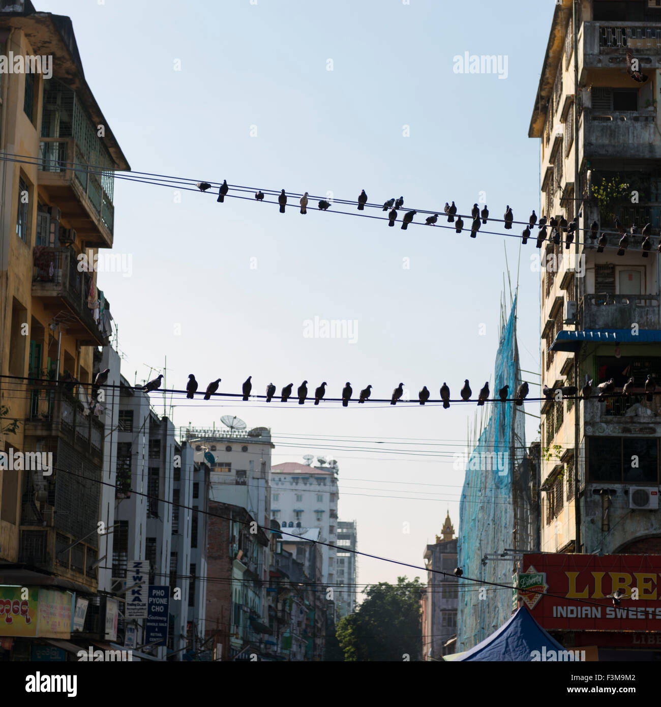 Birds in city center, Rangoon Burma Stock Photo