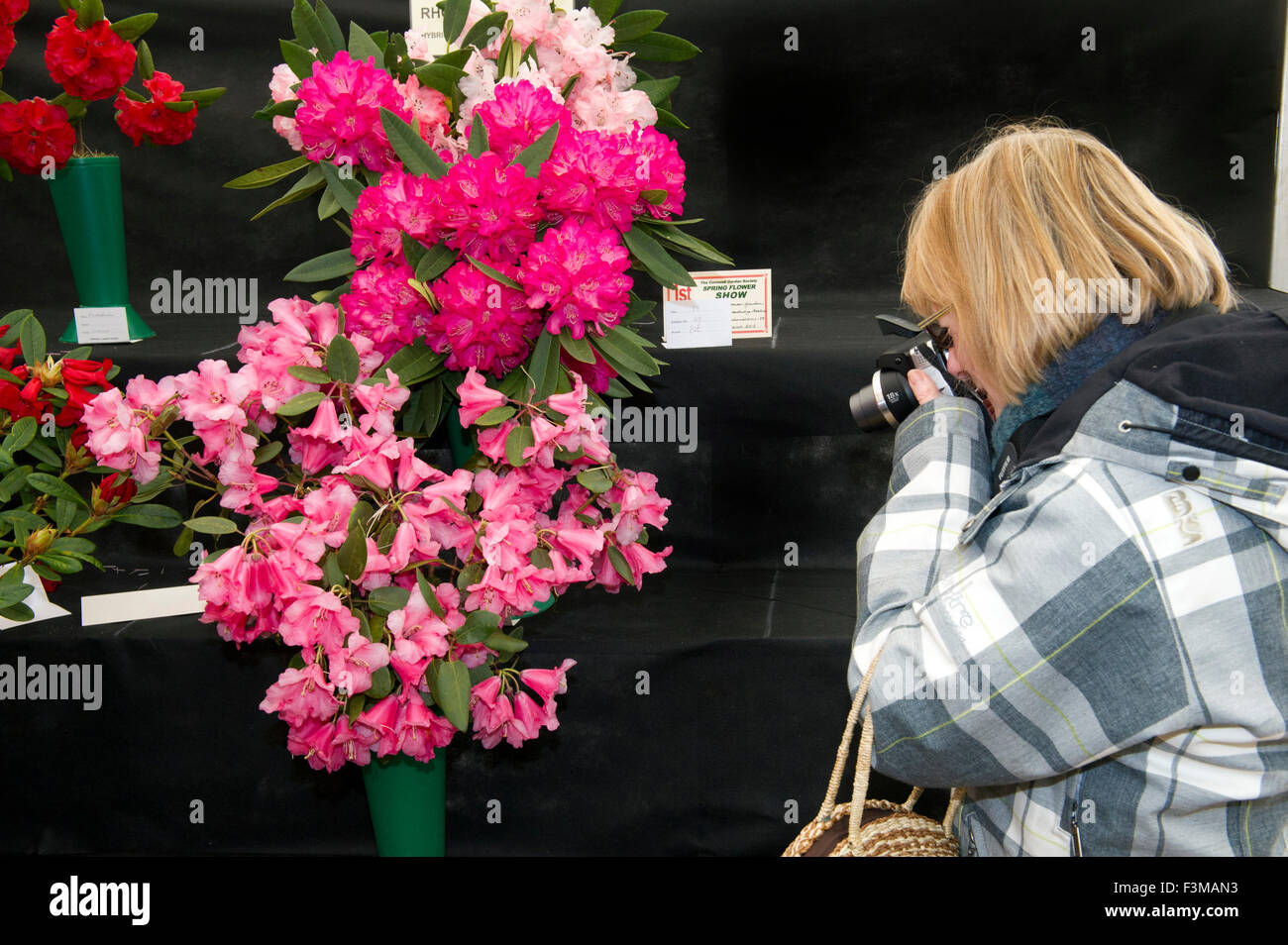 Cornwall Garden Society Spring Garden Show at Boconnoc,showing daffodils,camellias,rhododendrons