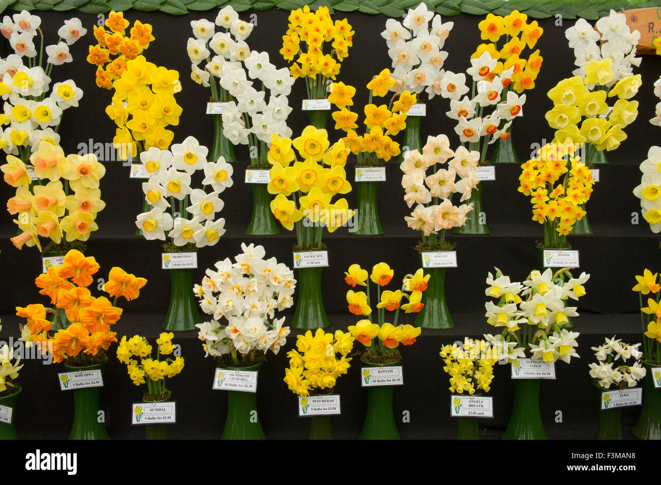 Cornwall Garden Society Spring Garden Show at Boconnoc,showing daffodils,camellias,rhododendrons