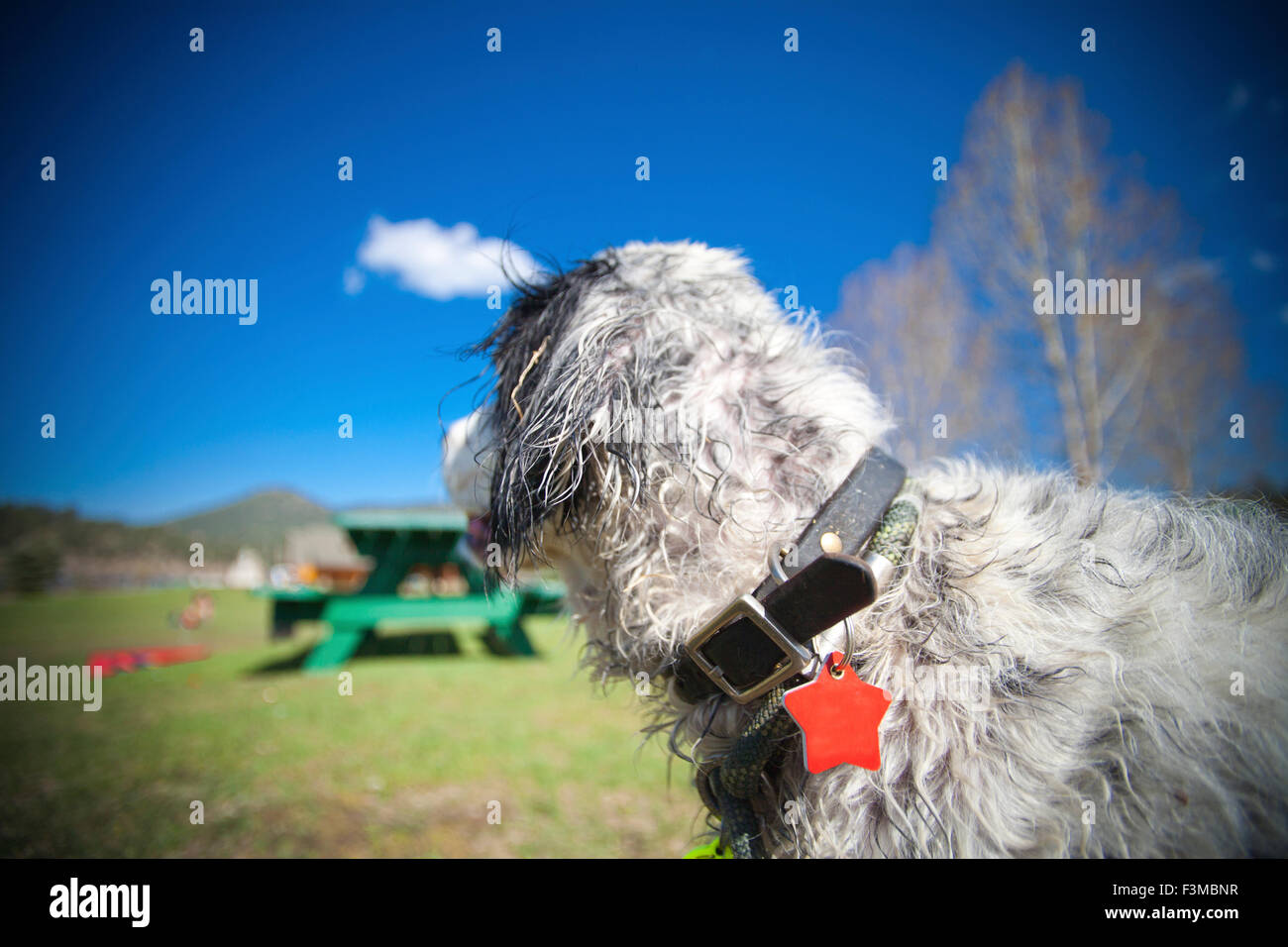 Dog,Purebred,Collar,Red,Tag,Park,English Setter Stock Photo