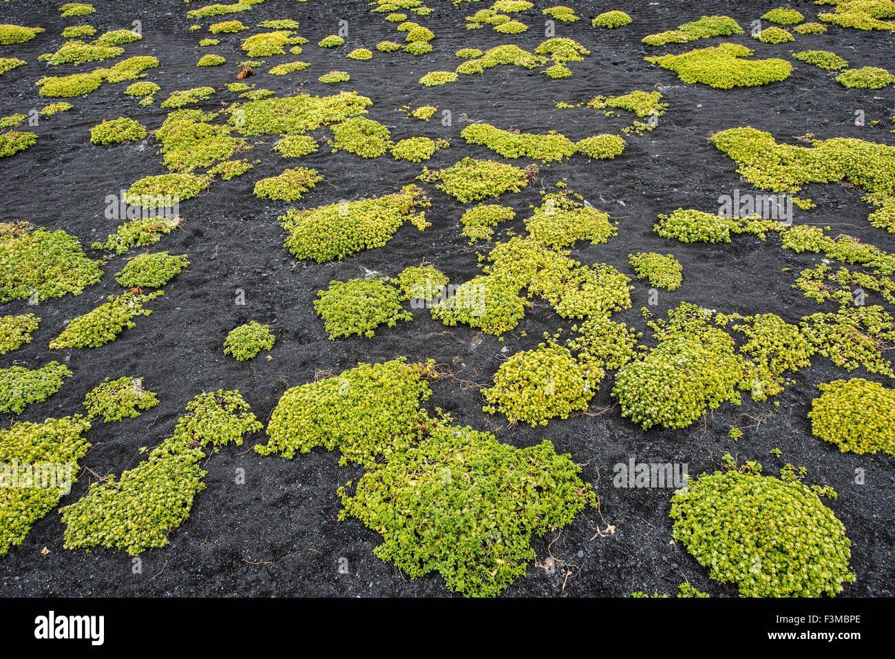 New life in lava field, Tjornes peninsula, Iceland Stock Photo