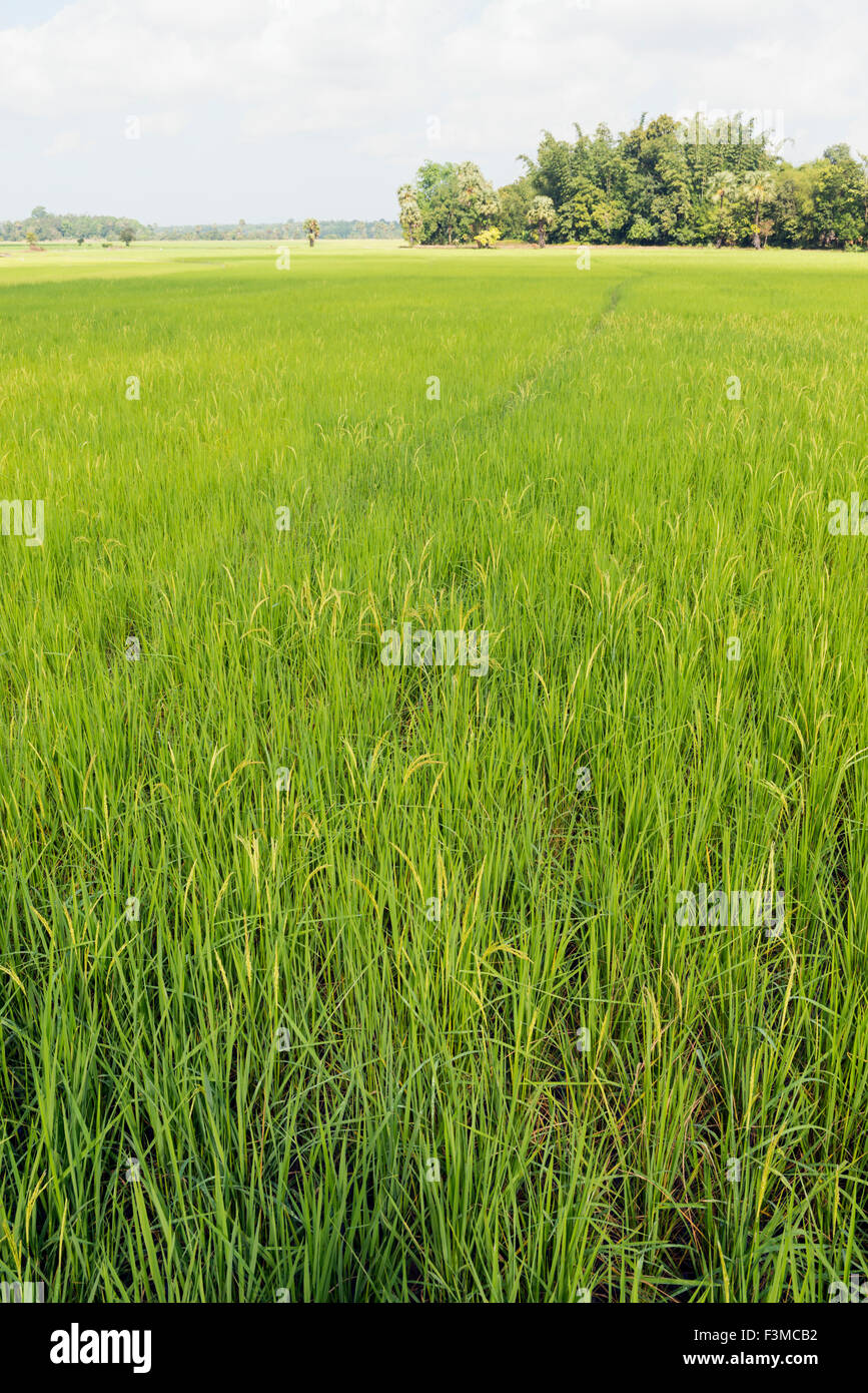 Rice field in Burma Stock Photo - Alamy
