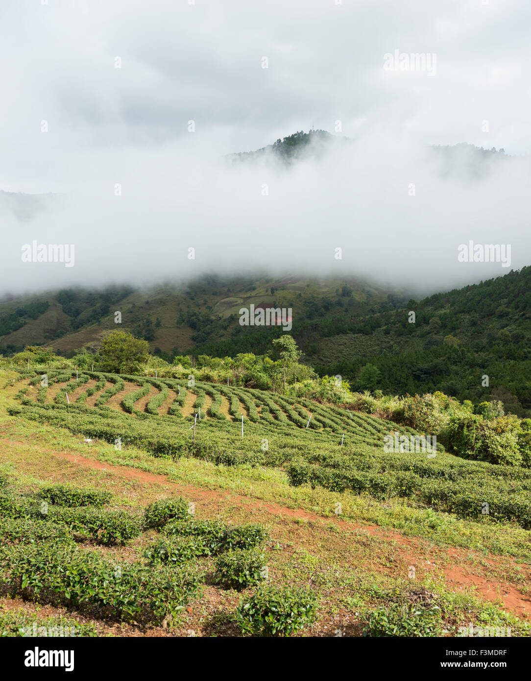 Agricultural landscape, Burma Stock Photo - Alamy