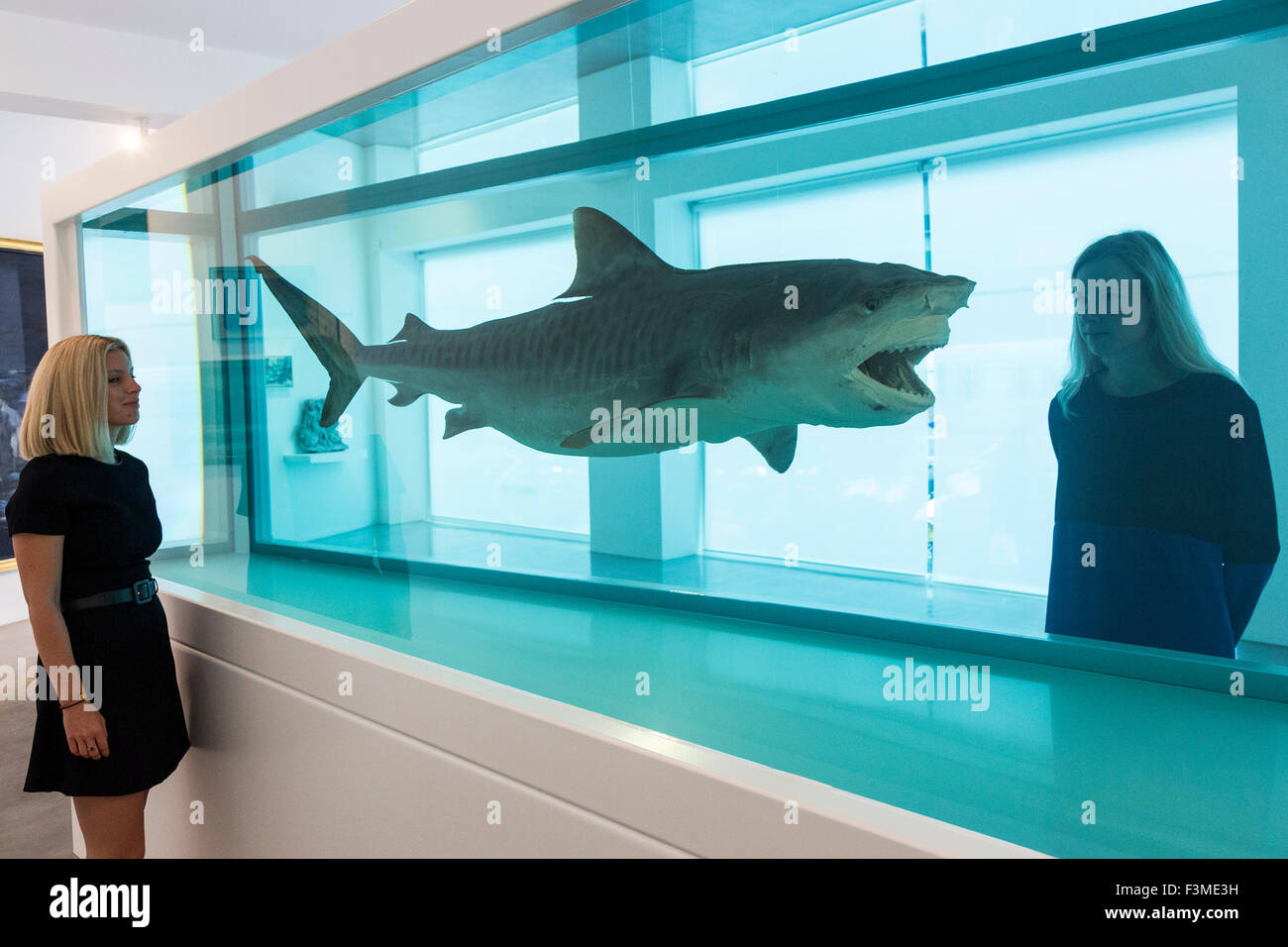 London, UK. 24/09/2015. Two Ordovas employees look at Heaven, a large shark suspended in a tank filled with a formaldehyde solution (2008-2009) by Damien Hirst. The Big Blue, on display at Ordovas in Savile Row from 25 September to 12 December 2015, is an exhibition of work inspired by the sea spanning almost two millennia. Stock Photo