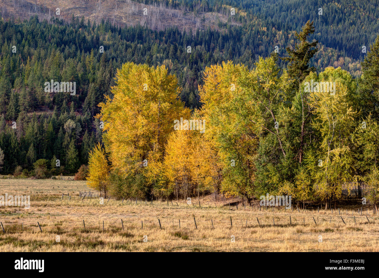 Changing color of leaves Stock Photo Alamy