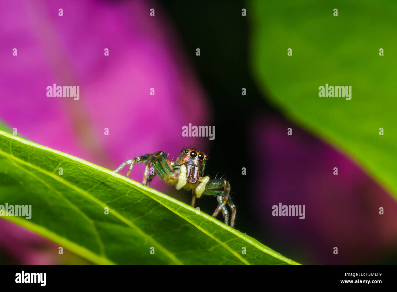 Jumping spider on green leaf Stock Photo - Alamy