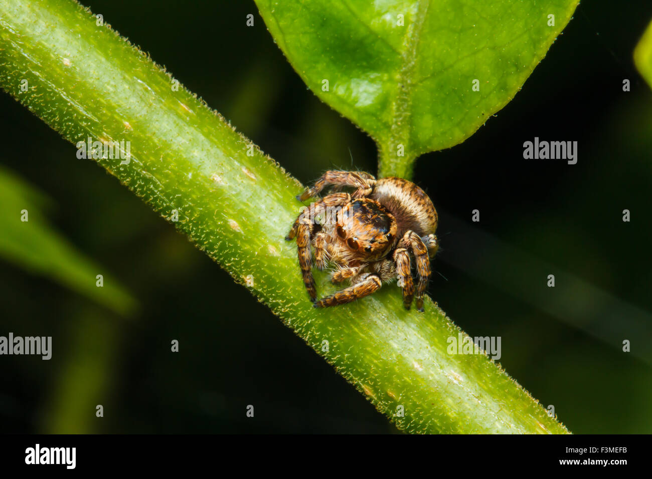 Jumping spider on green leaf Stock Photo - Alamy