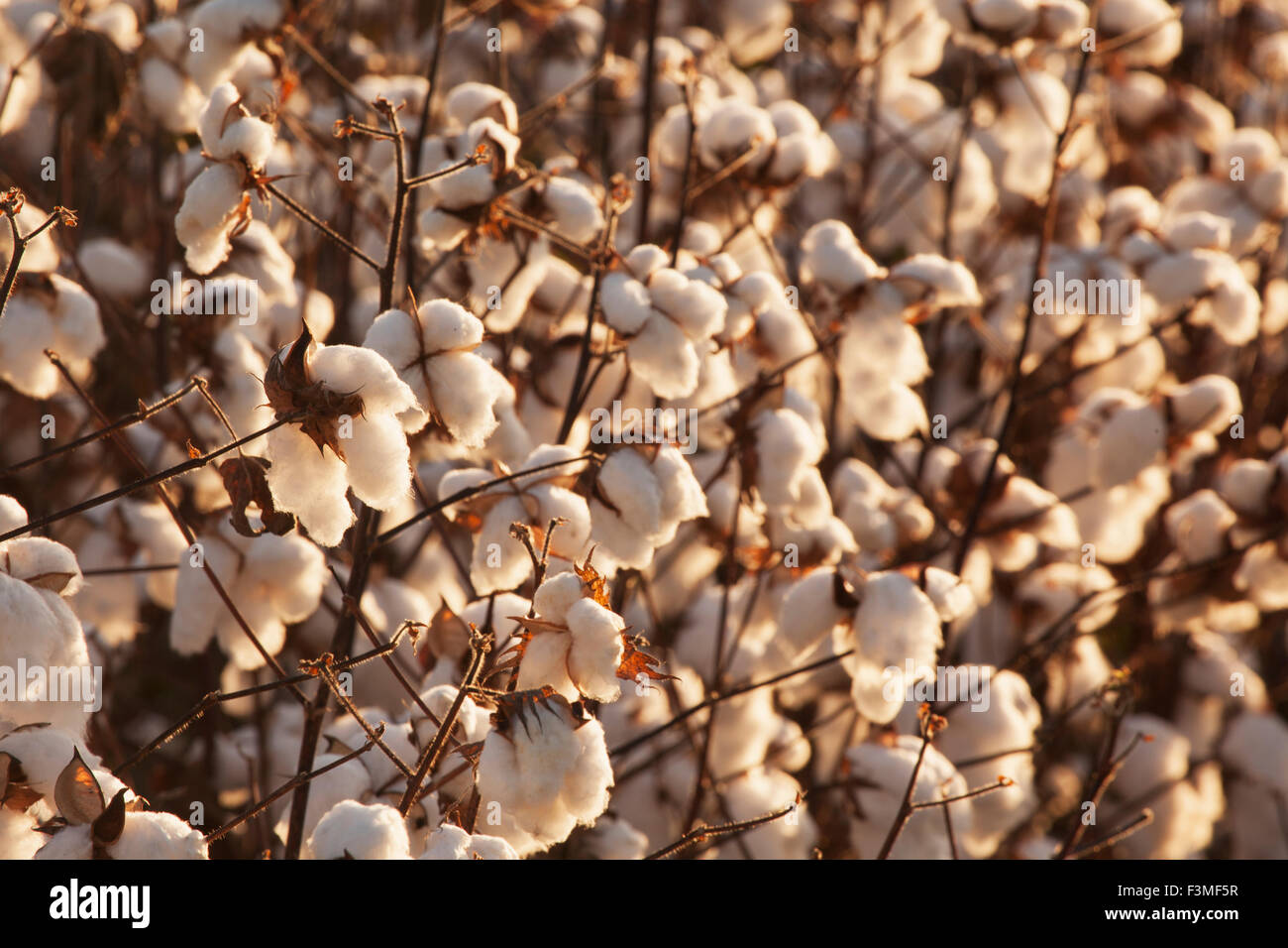 Plant,Cotton,Farm,Arkansas Stock Photo
