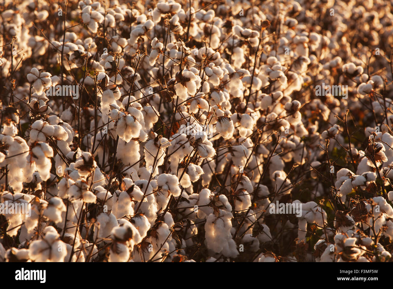 Plant,Cotton,Farm,Arkansas Stock Photo