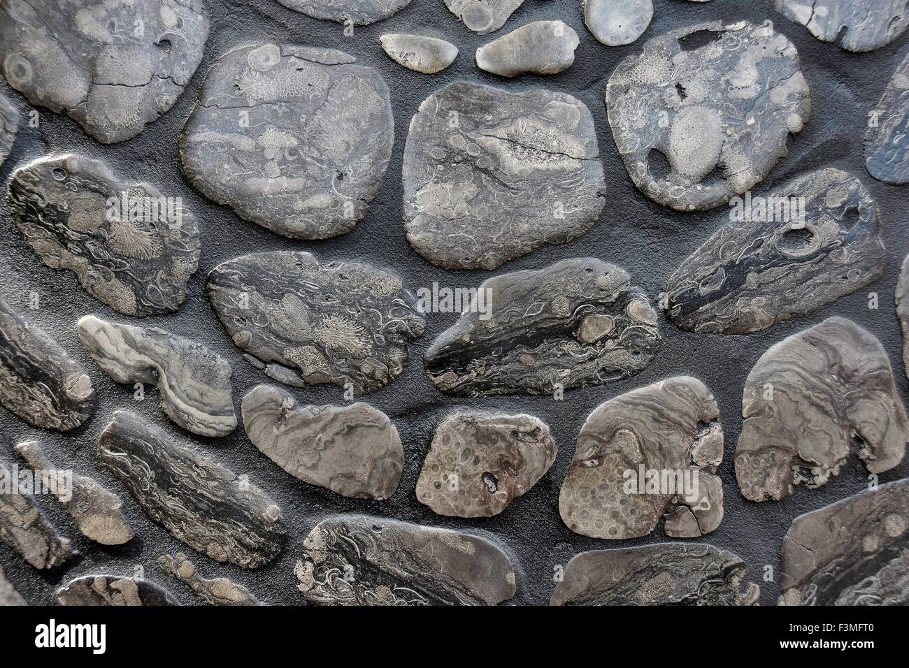 Close up of petoskey stone wall pattern Stock Photo 88347280 Alamy