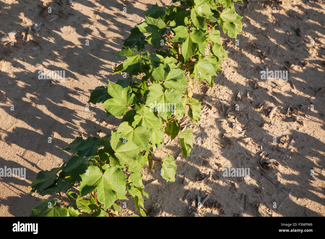 Conventional tillage cotton hires stock photography and images Alamy