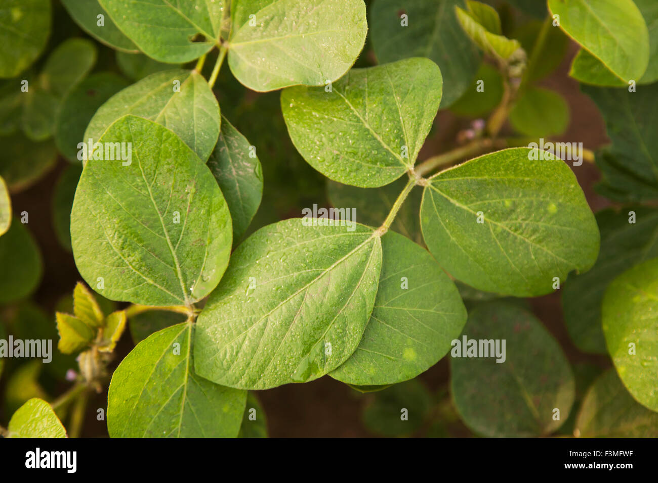 Soybean seedling in soil hi-res stock photography and images - Alamy