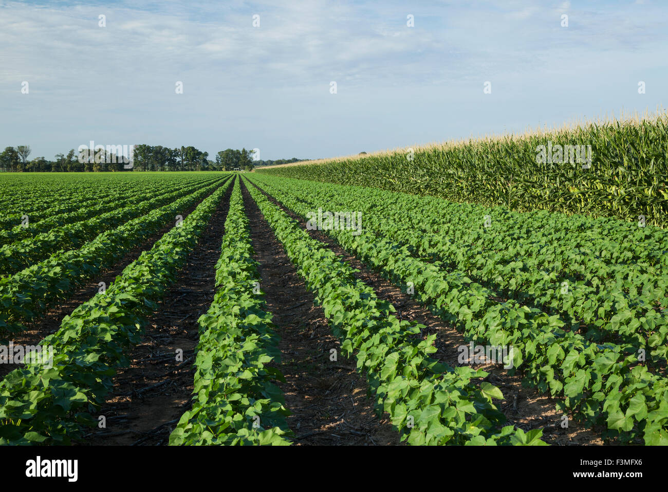 Field,Corn,Furrow,Farm,Arkansas Stock Photo 88347342 Alamy