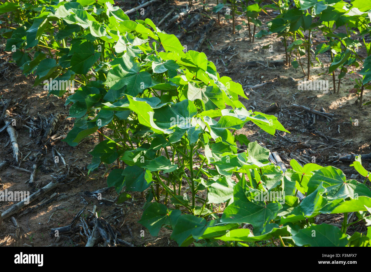 Cotton farm hires stock photography and images Alamy