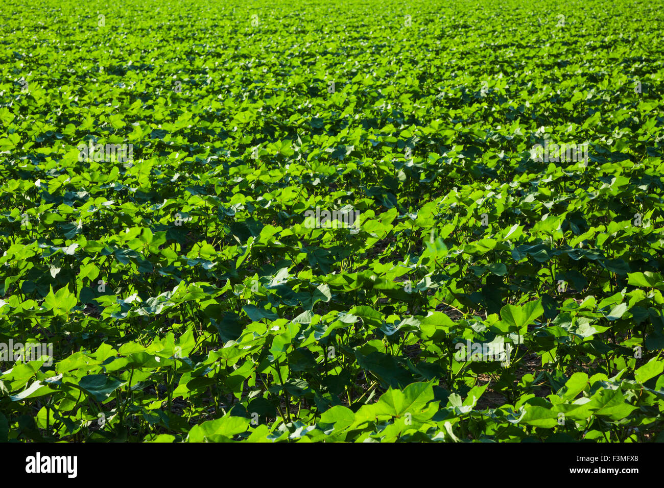 Cotton plant field hires stock photography and images Alamy