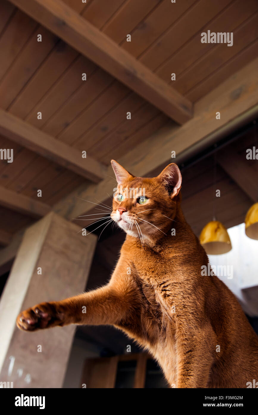 Abyssinian cat reaching out as though to swipe or paw at a toy Stock Photo