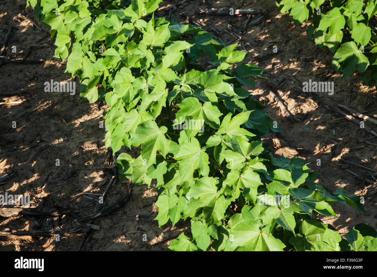 Field,Plant,Cotton,Furrow,Farm,Arkansas Stock Photo Alamy