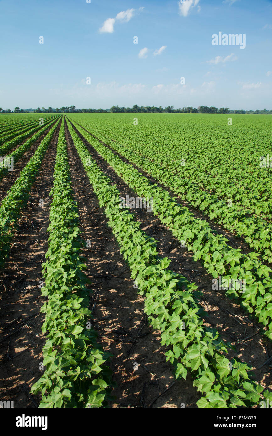 Field,Plant,Cotton,Furrow,Farm,Arkansas Stock Photo Alamy