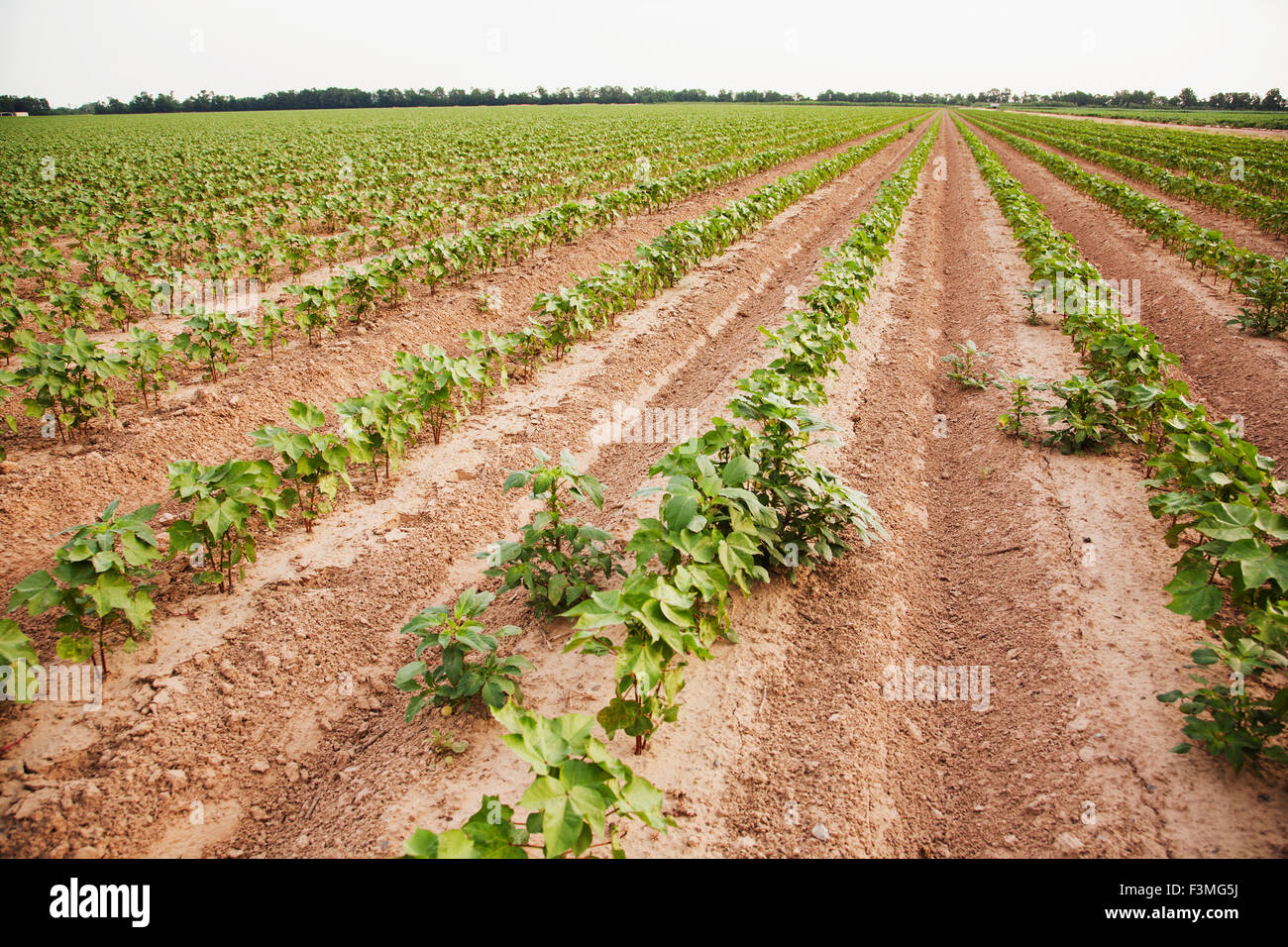 Field,Weed,Cotton,Furrow,Farm,Arkansas Stock Photo