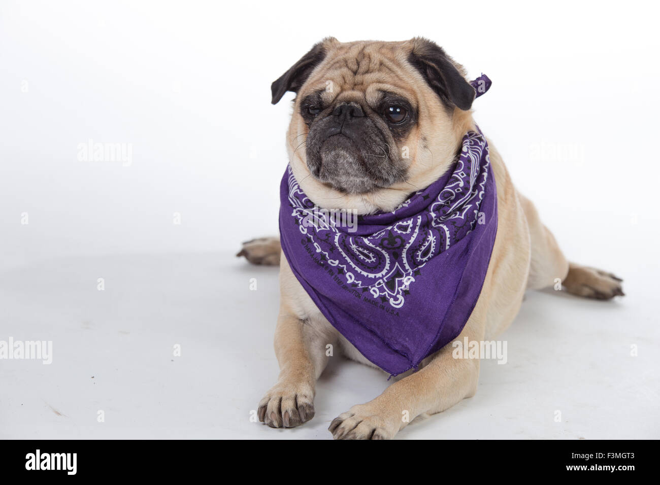 Humorous pug wearing purple bandanna. Stock Photo
