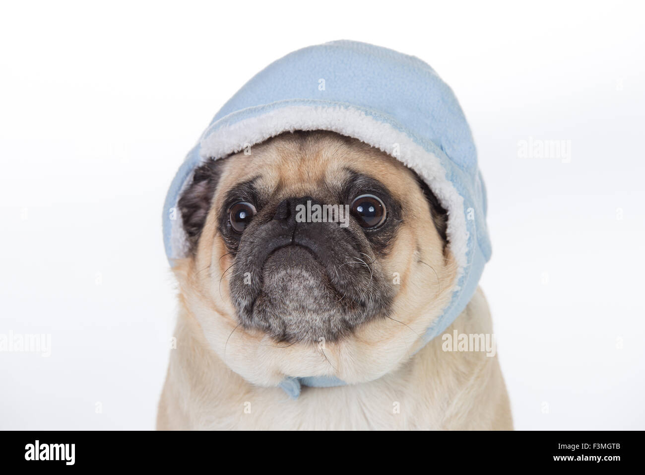 Pug in a beanie Clearance