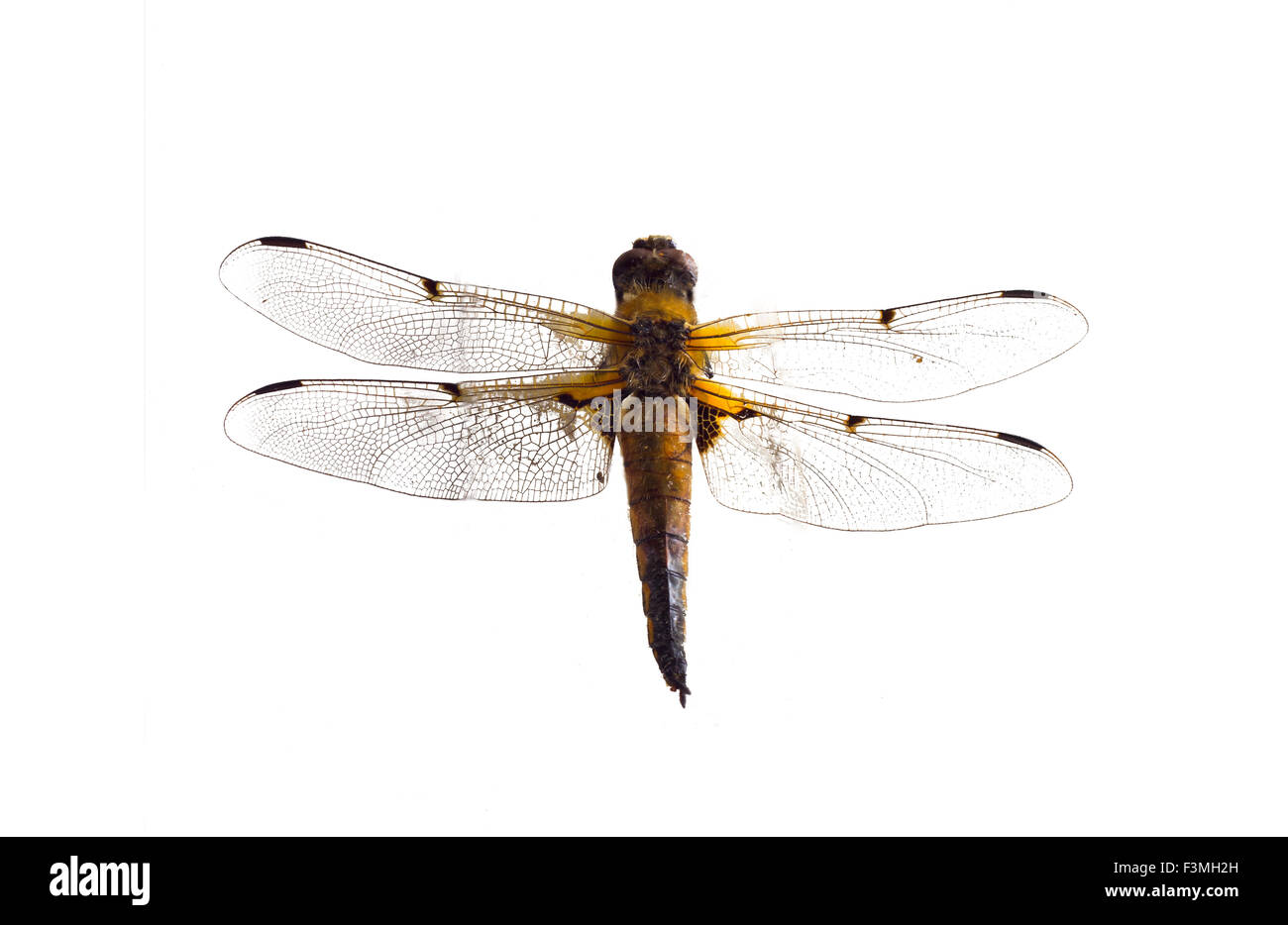 Dragonfly close up on a white background Stock Photo - Alamy