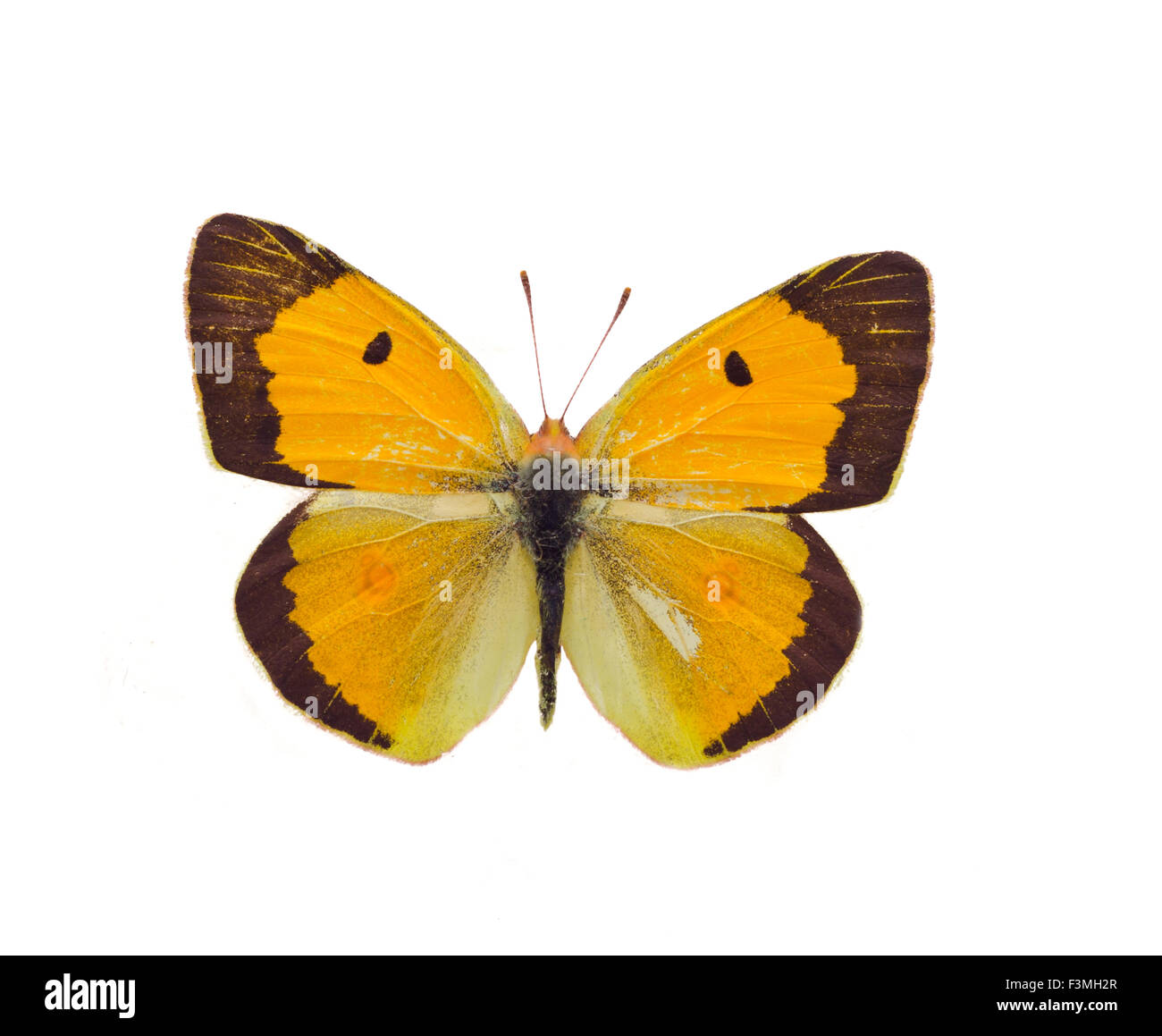 Colias  close up on a white background Stock Photo