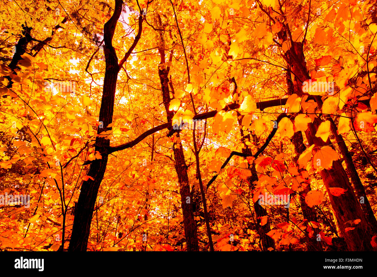 Northeast fall foliage hires stock photography and images Alamy
