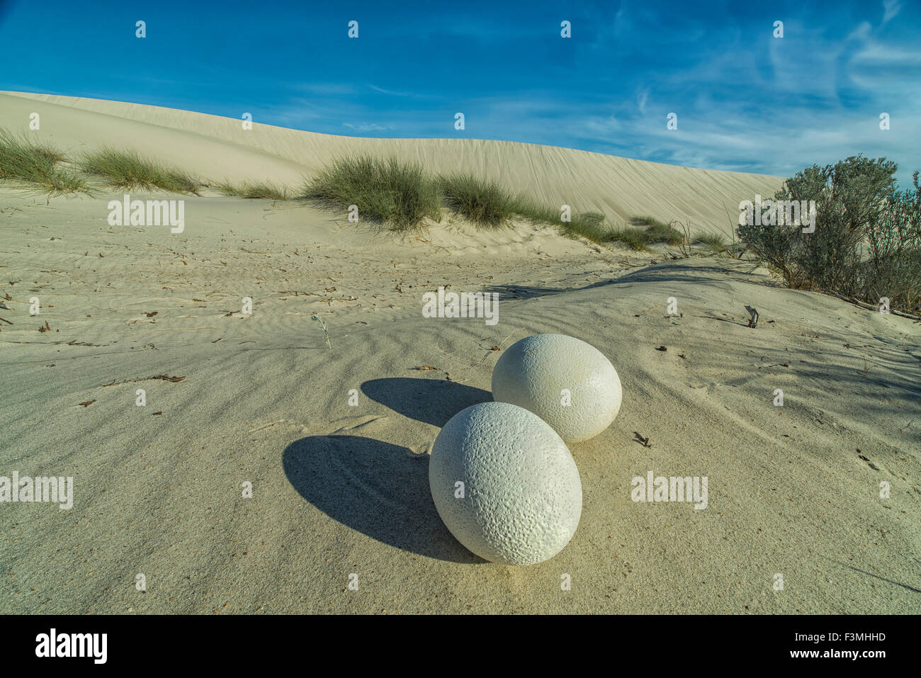 Desert,Egg,Ostrich,South Africa Stock Photo