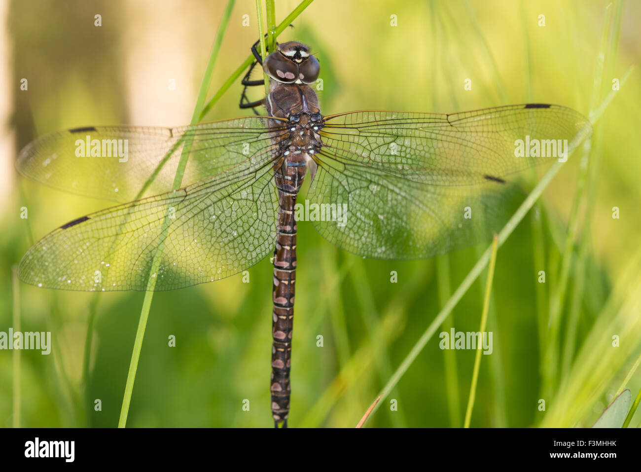 Female zigzag darner, Aeshna sitchensis, clinging to a blade of grass on an early summers morning, Riverlot 56 Natural Area Stock Photo