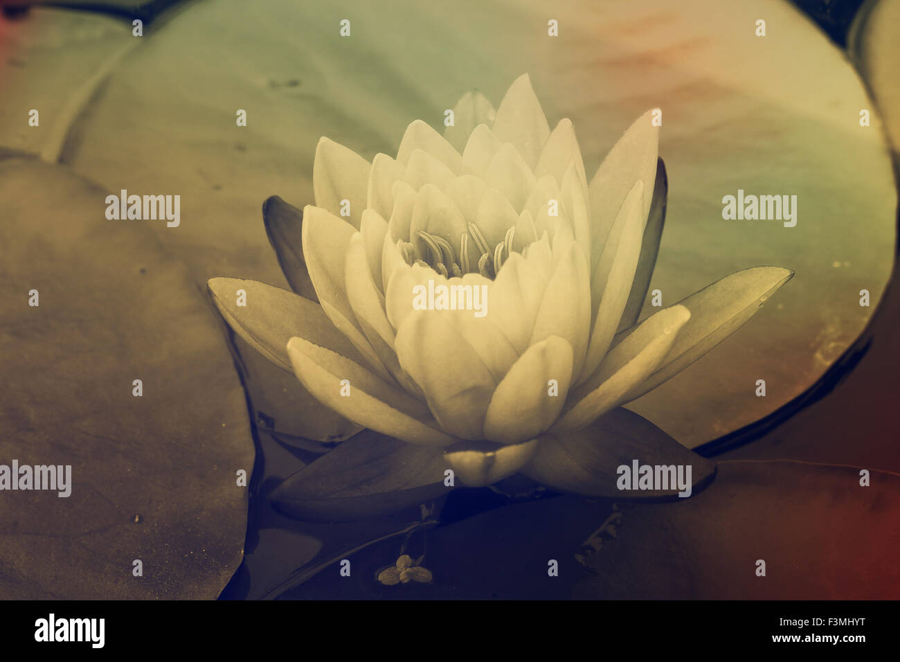 water lily in pond close up Stock Photo - Alamy