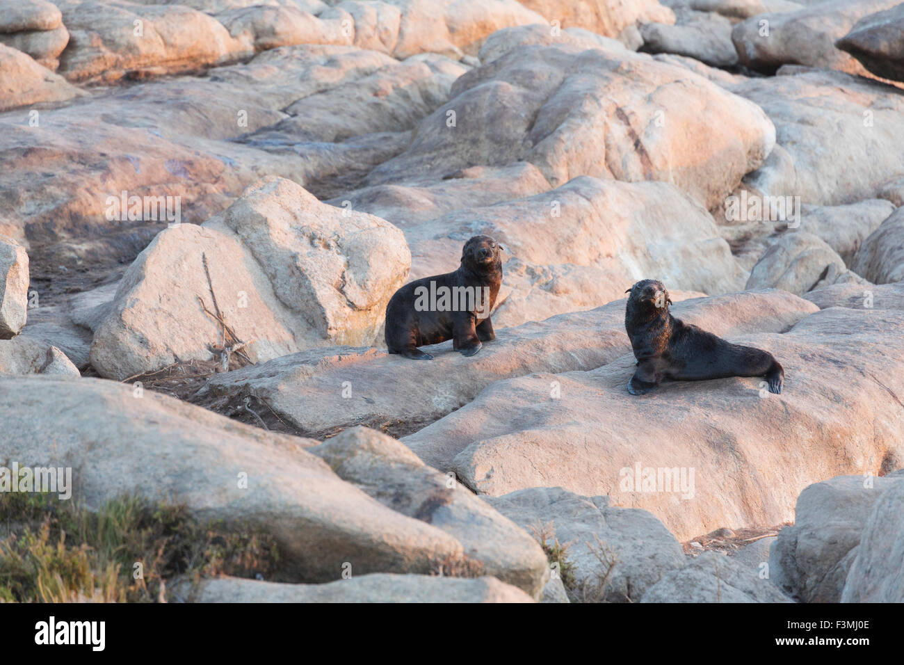 South Africa,Namaqualand np,Fur Seal Stock Photo