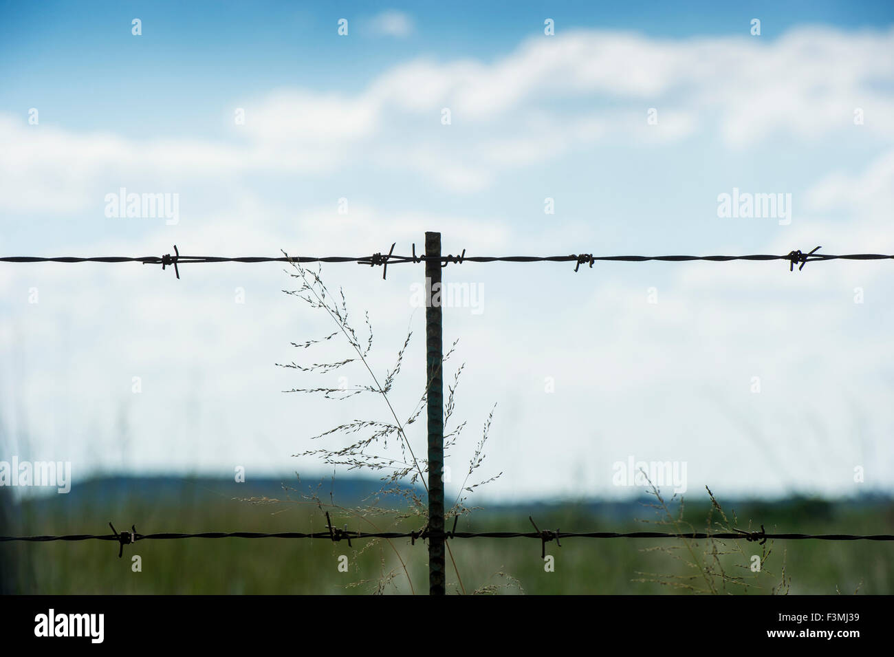 South Africa,Barbed Wire,Grass Stock Photo Alamy