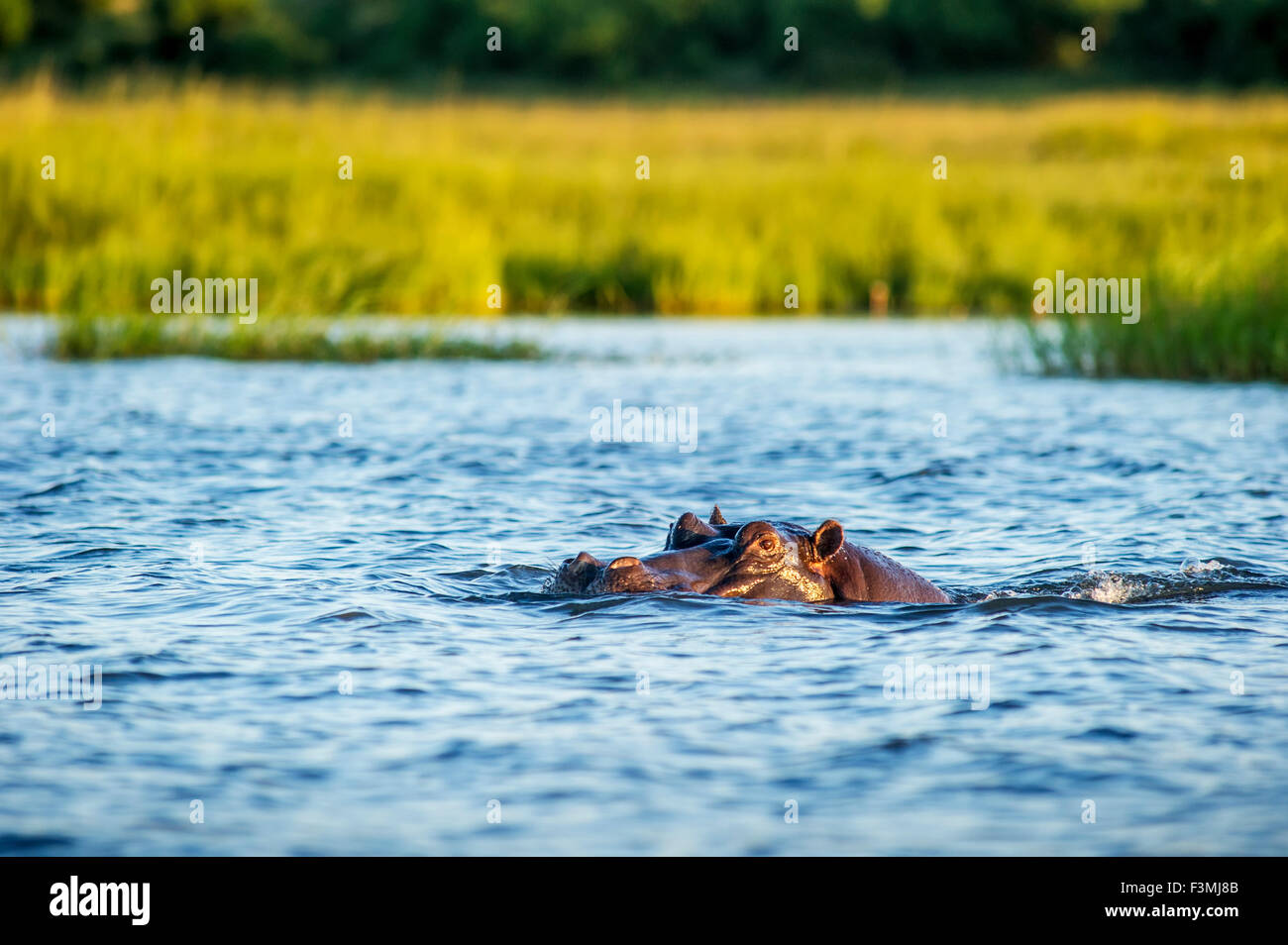 Safari,Hippopotamus,Water,chobe np Stock Photo