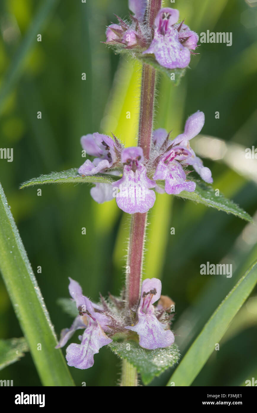 Marsh hedgenettle, Stachys palustris growing near the Sturgeon River in ...