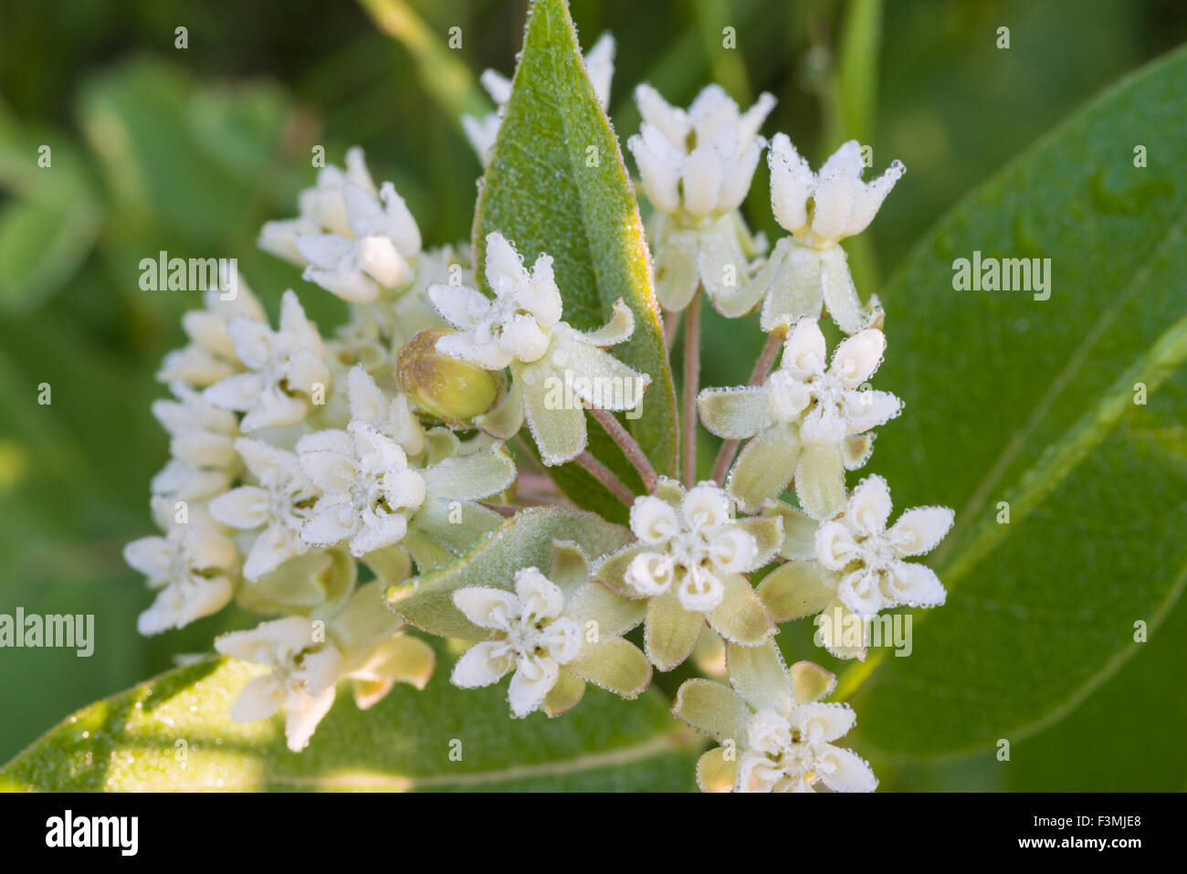 A low milkweed plant, Asclepias ovalifolia, growing in the Riverlot 56 Natural Area, Alberta, Canada Stock Photo