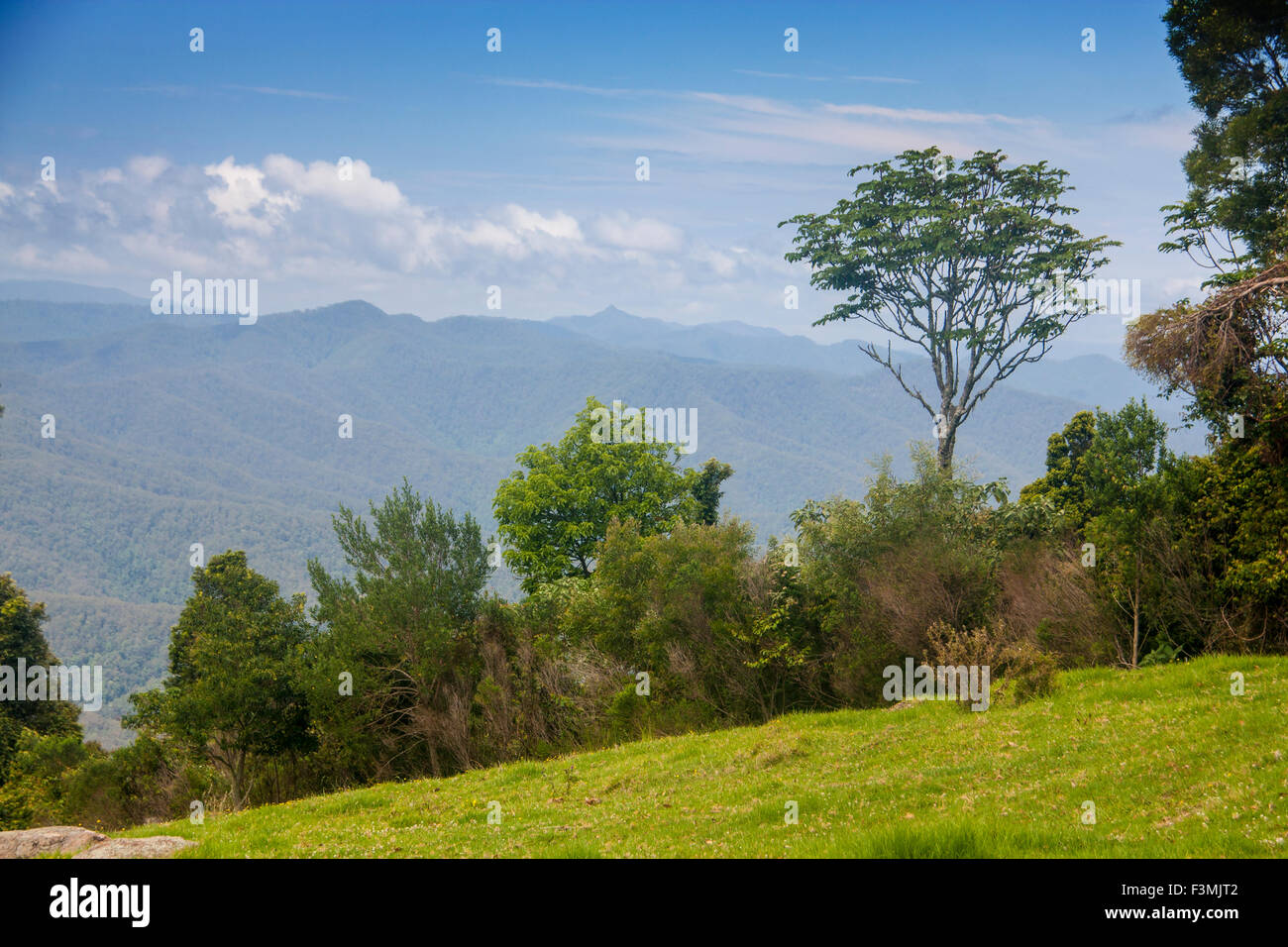 Dorrigo National Park view over rainforest from Griffiths Lookpout Near Dorrigo New South Wales NSW Australia Stock Photo