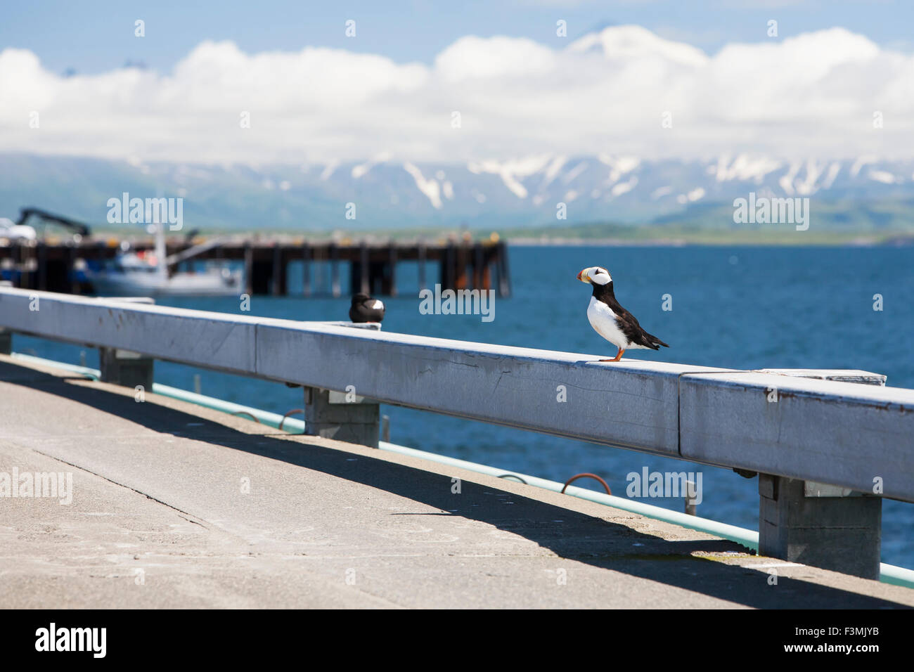 Harbor,Alaska,Horned Puffin,Cold Bay Stock Photo Alamy