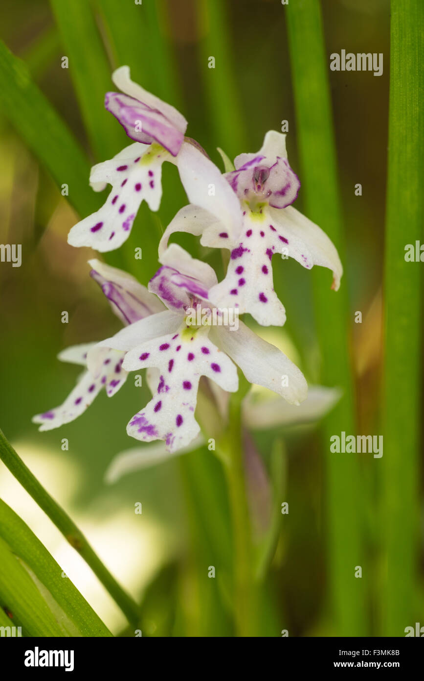 Round-leaved orchid, Amerorchis rotundifolia, blossoms growing in an Alberta wetland Stock Photo