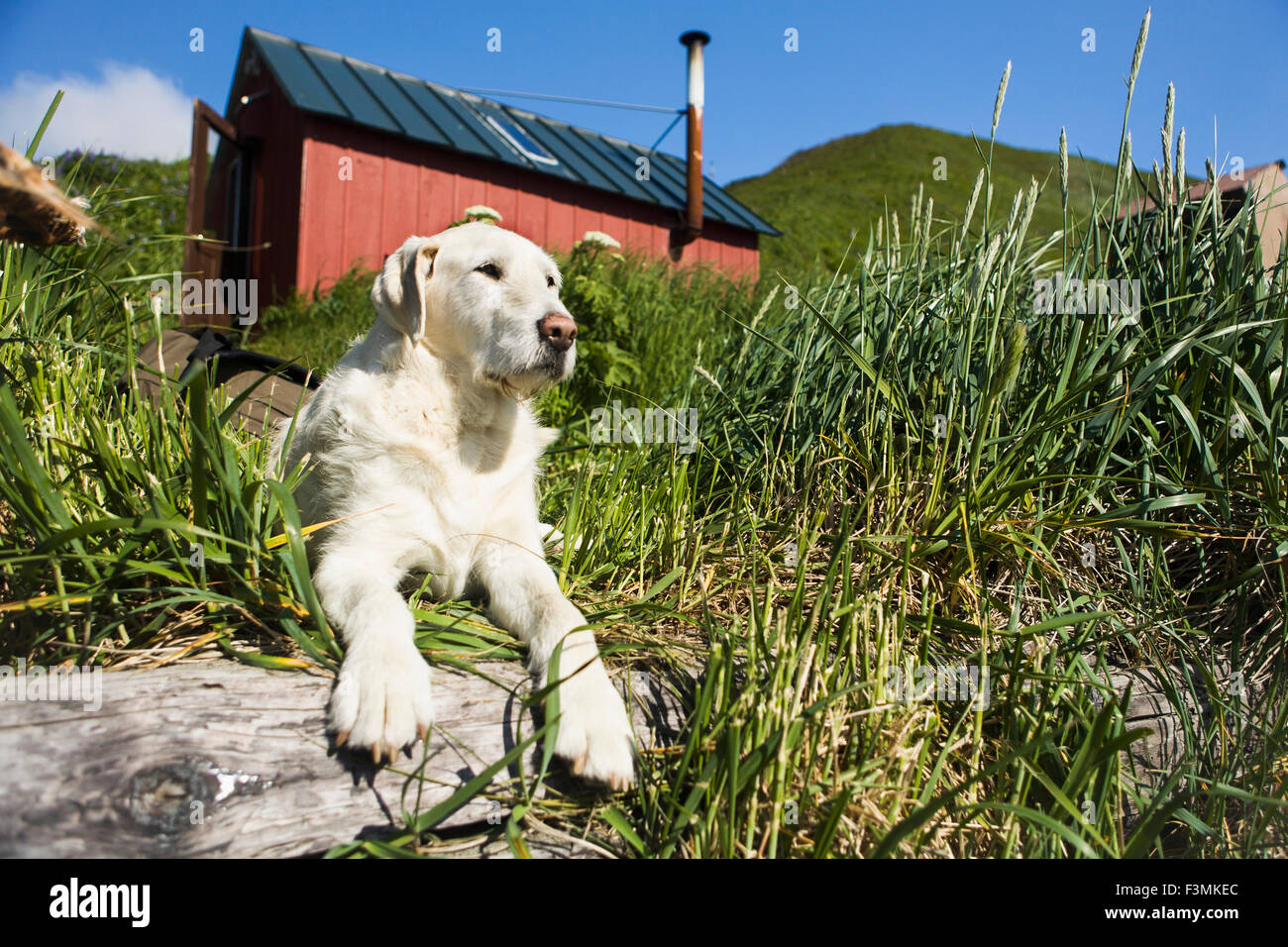 Resting,Dog,Alaska,Grass Stock Photo