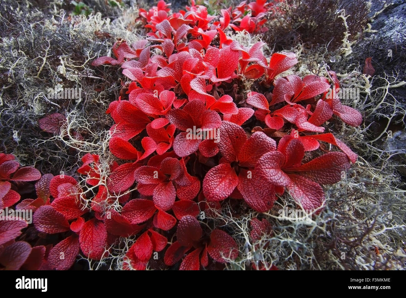 Leaf,Alaska,Red,Alpine Bearberry Stock Photo