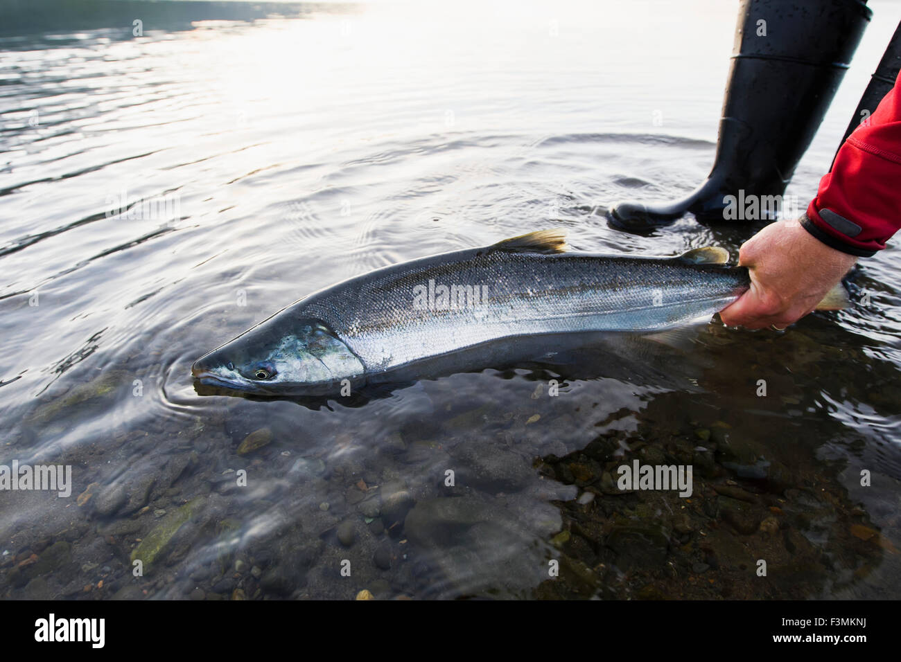 Silver,(Coho)salmon caught on a fishing lure,southest Alaska Stock Photo -  Alamy