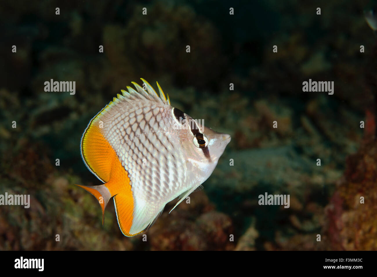 Butterfly fish, Chaetodon madagaskariensis, Flores Indonesia Stock Photo