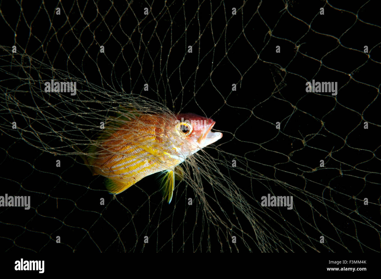 Snapper caught by a mono filament fishing net Flores Indonesia. Stock Photo