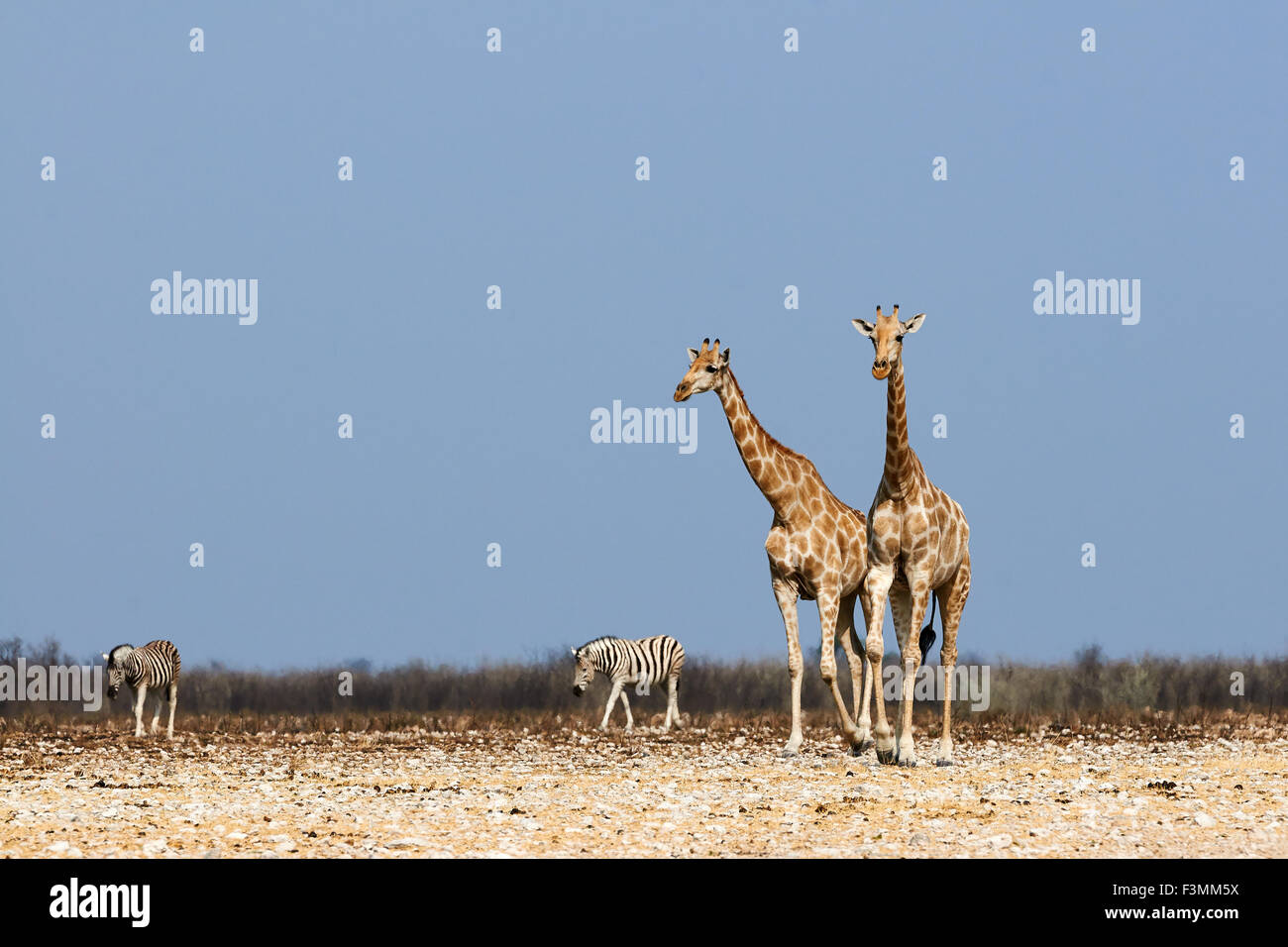 African Savanna Giraffes Zebras Hi res Stock Photography And Images Alamy