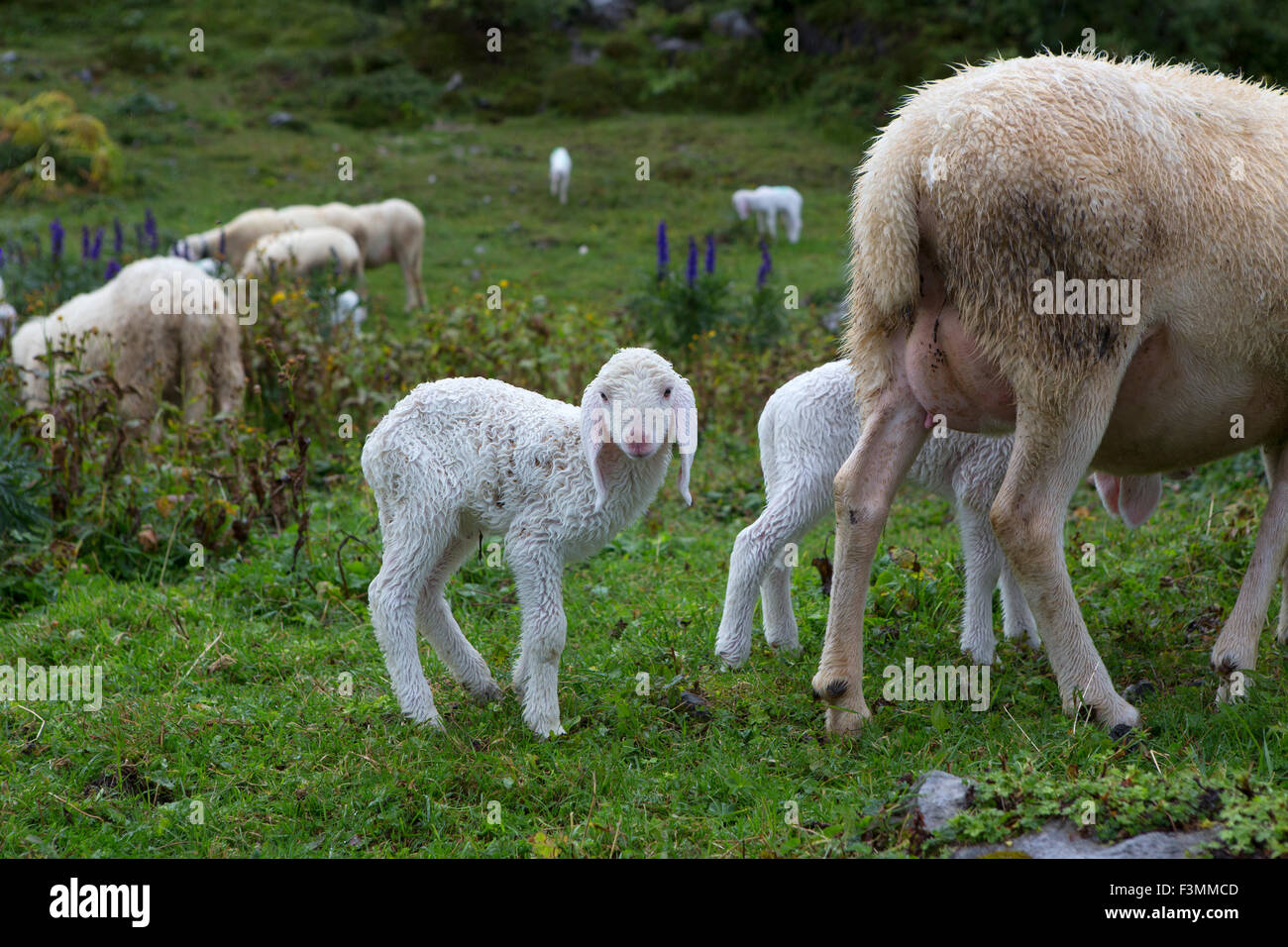 A lamb is wet after rainy weather in the Valle Brembana. Stock Photo