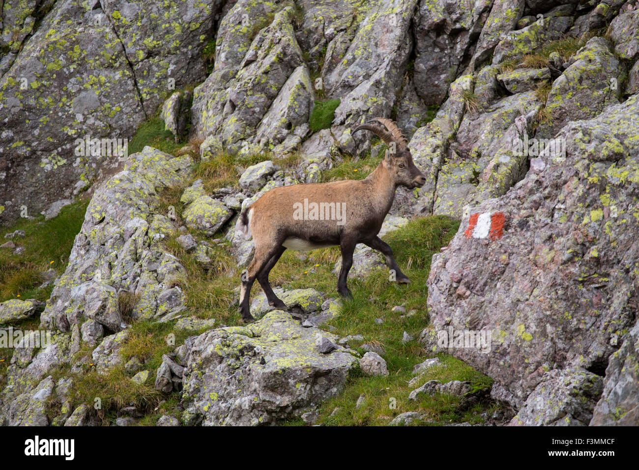 An encounter with a mountain goat (ibex) on a trail near the Rifugo Bernini. Hiking the Sentiero delle Orobie in the Italian Alps. Stock Photo