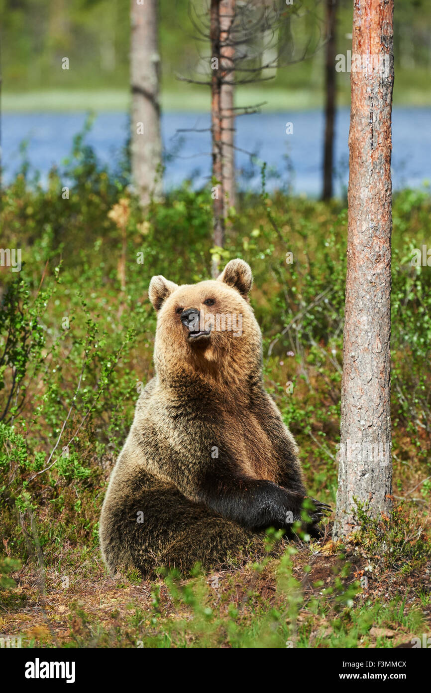Brown bear sitting in the forest in a bright spring day Stock Photo - Alamy