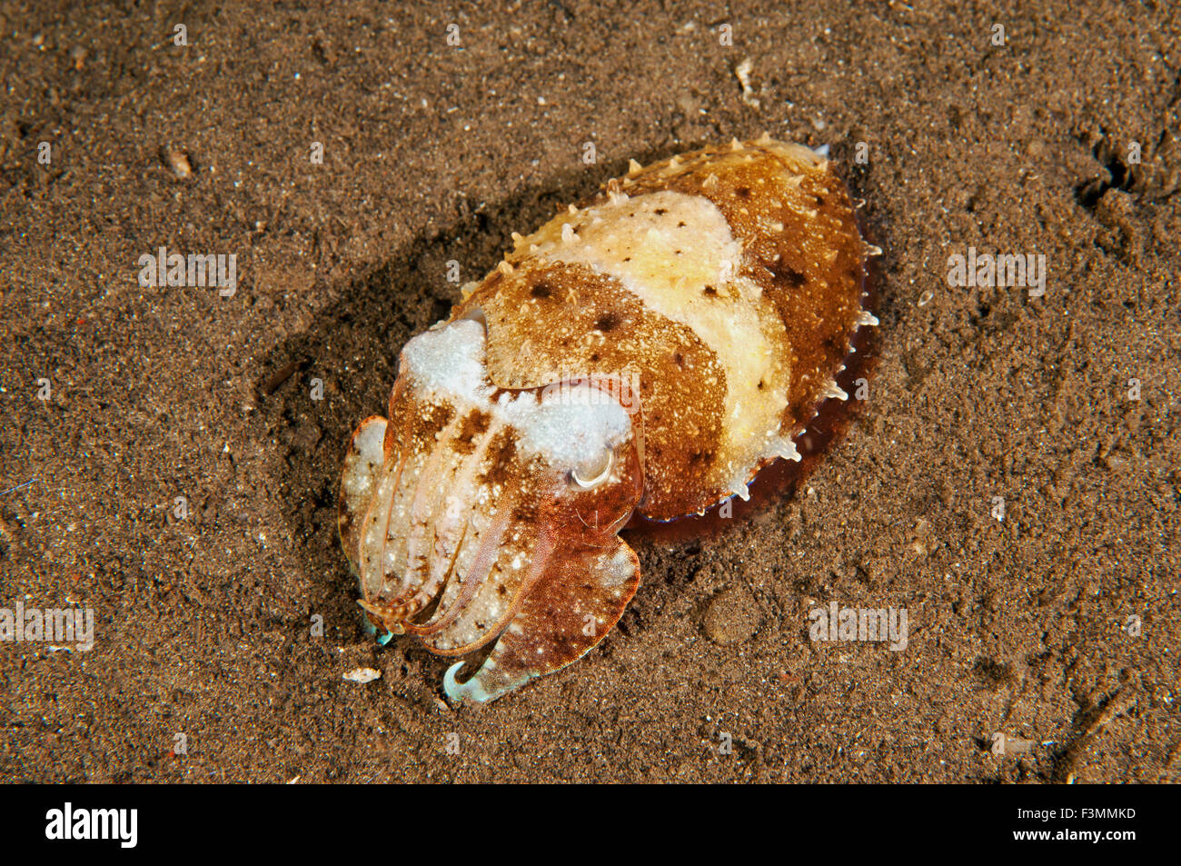 Cuttlefish, Sepia latimanus, Flores Indonesia. Stock Photo