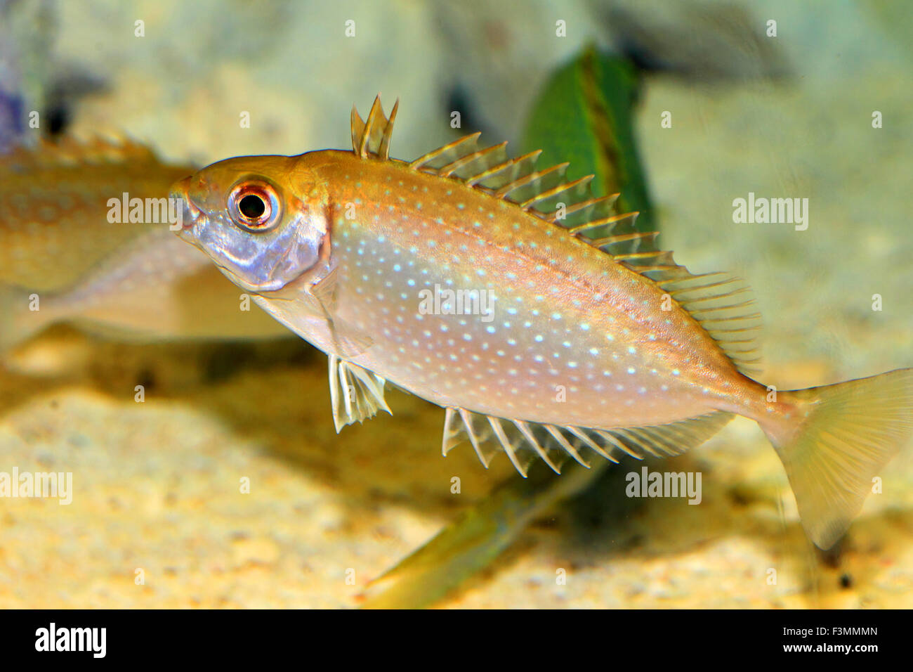 Mottled spinefoot (Siganus fuscescens) in Japan Stock Photo